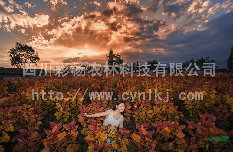 廣東云浮“紅霞楊”圖片（丹紅楊金紅楊彩葉植物黃紅楊彩楊）