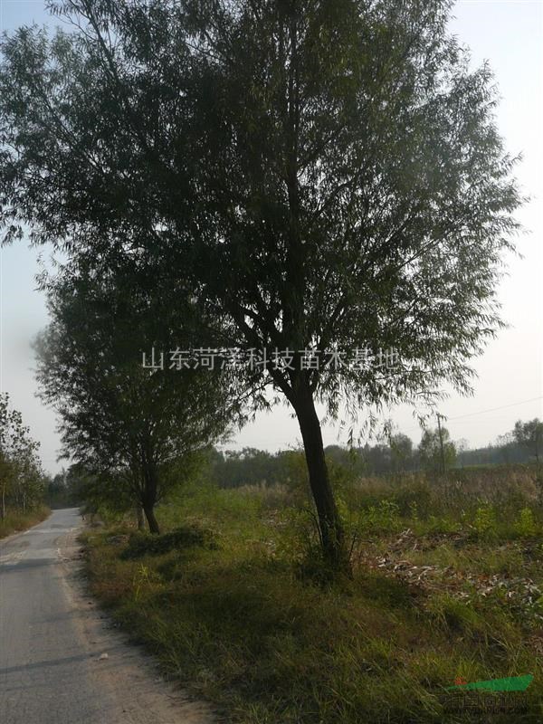 長(zhǎng)沙合歡價(jià)格
