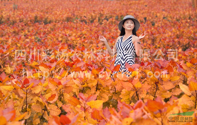 廣西百色“紅霞楊”圖片（紅黃楊彩葉植物丹紅楊金紅楊黃紅楊）