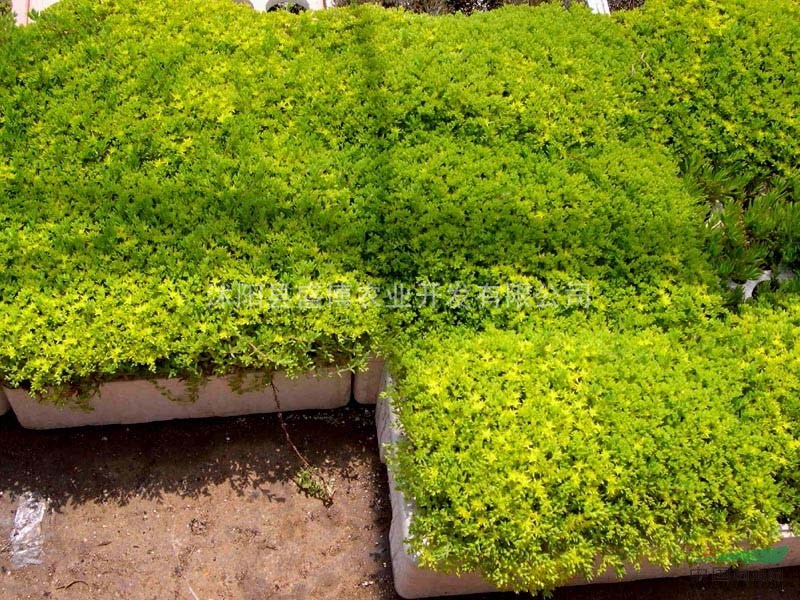 中華結縷草價格 中華結縷草價格4.5元/平方