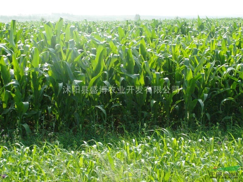 狼尾草價(jià)格 狼尾草價(jià)格0.55元/株