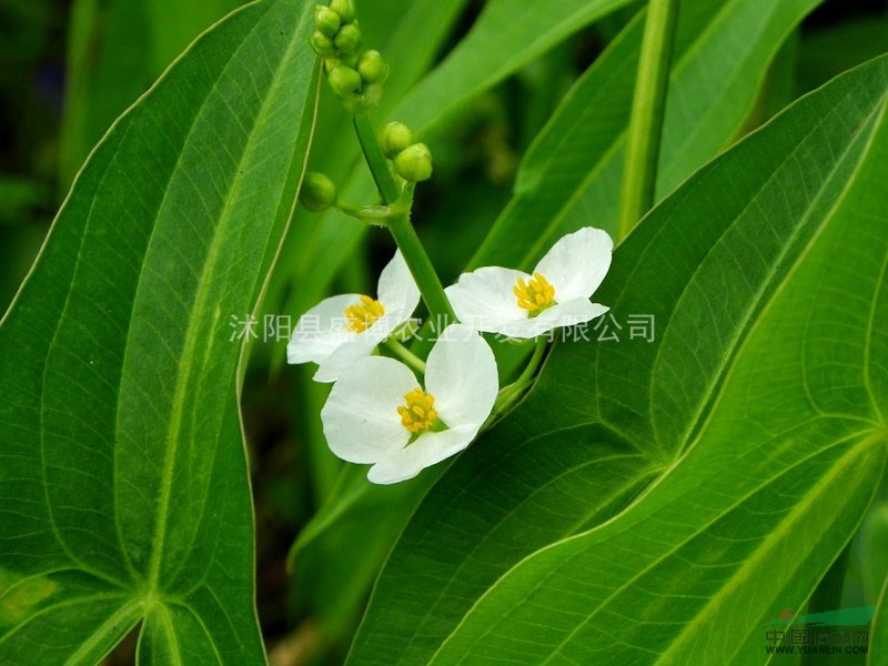 慈姑價(jià)格 慈姑價(jià)格0.48元/株