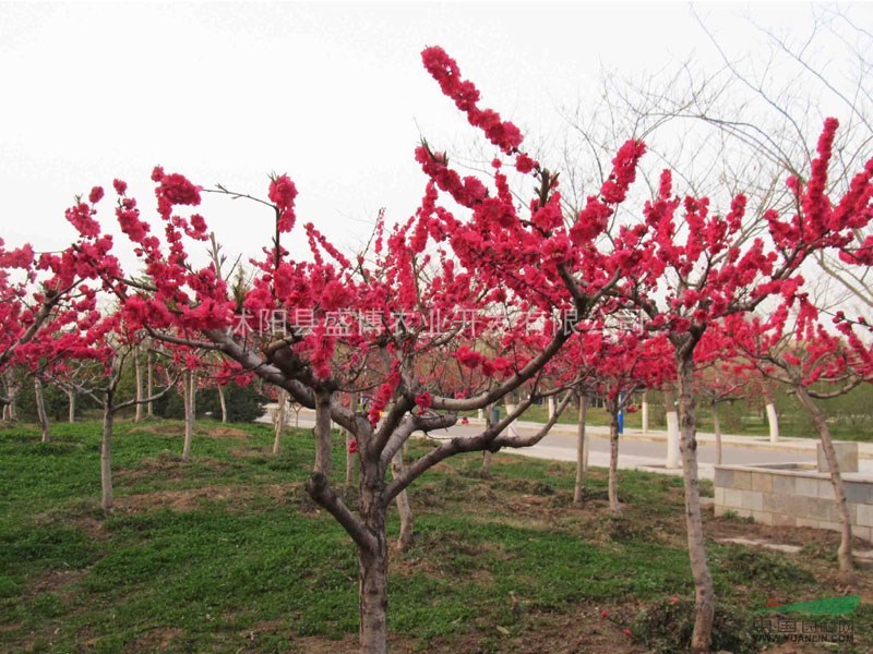 6公分濟(jì)南紅葉碧桃價(jià)格 8公分濟(jì)南紅葉碧桃價(jià)格