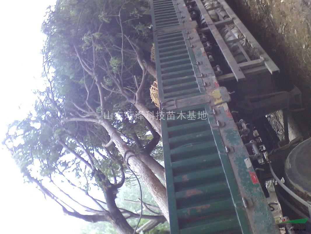 長(zhǎng)春大葉女貞價(jià)格