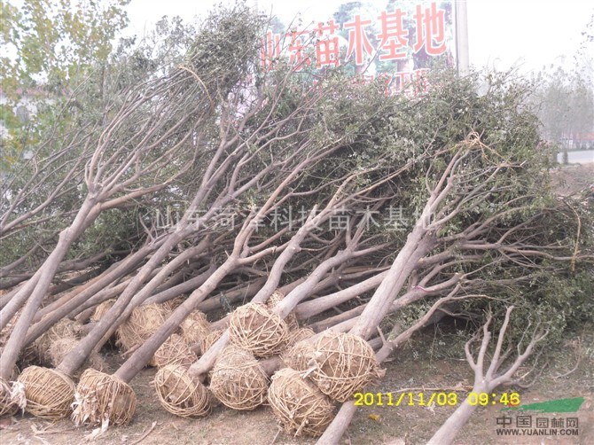 東莞大葉女貞價(jià)格