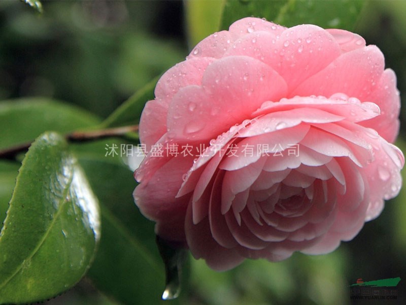 蘇北耐冬茶花苗價(jià)格 2015年蘇北耐冬茶花苗價(jià)格行情