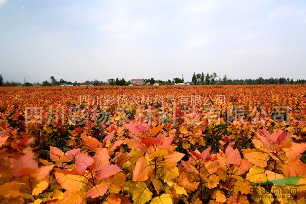 江蘇沭陽“紅霞楊”（丹紅楊紅黃楊彩葉植物黃紅楊金紅楊）扦插段