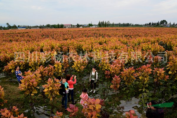 山東萊蕪“紅霞楊”（彩葉植物紅黃楊丹紅楊黃紅楊金紅楊）扦插段
