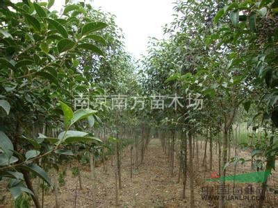 湯泉雪松供應(yīng)、湯泉雪松價格