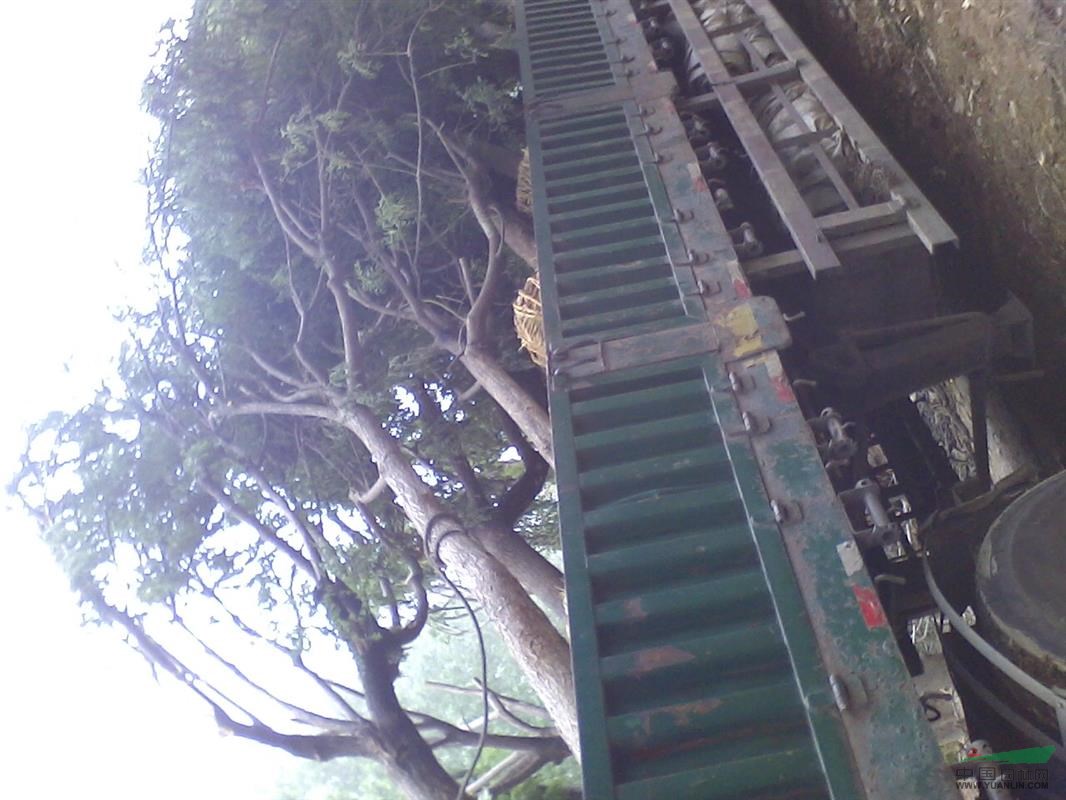 江蘇連云港市22公分國(guó)槐價(jià)格