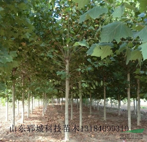 湖北黃石13公分法桐價格