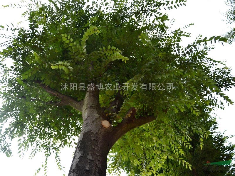 8公分濟南樸樹價格 10公分濟南樸樹價格