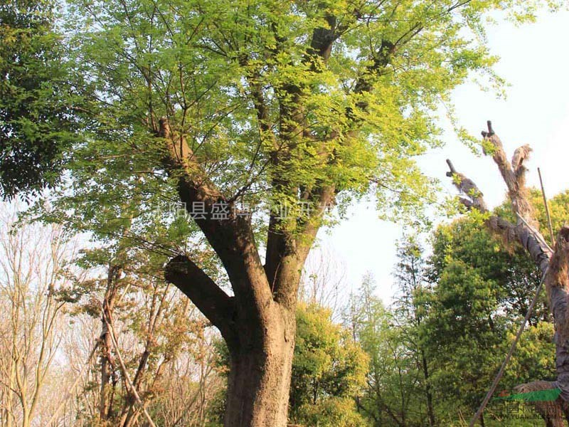 8公分濟南樸樹價格 10公分濟南樸樹價格