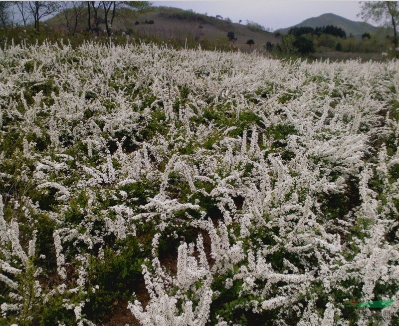 珍珠繡線菊?qǐng)?bào)價(jià)/遼寧珍珠繡線菊?qǐng)?bào)價(jià)