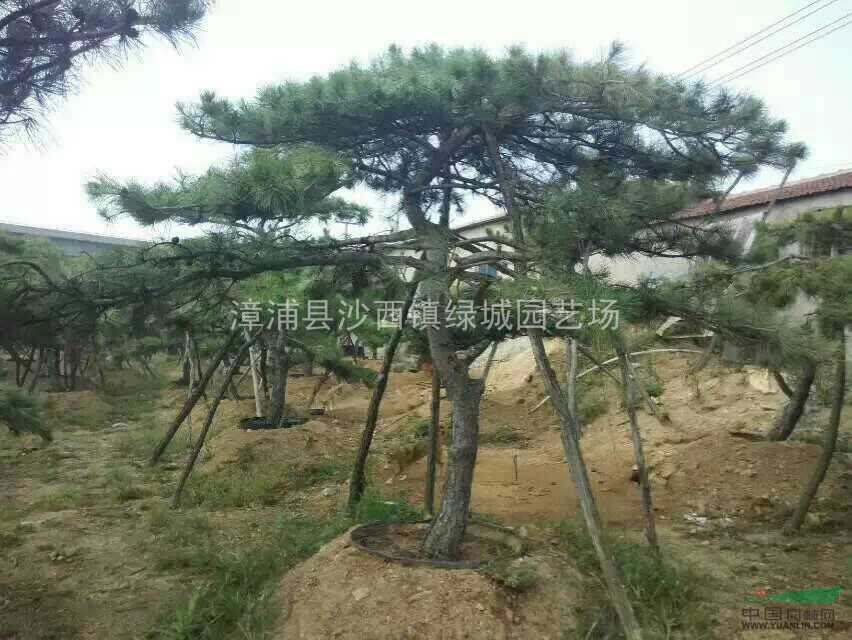 羅漢松圖片\羅漢松報(bào)價(jià)