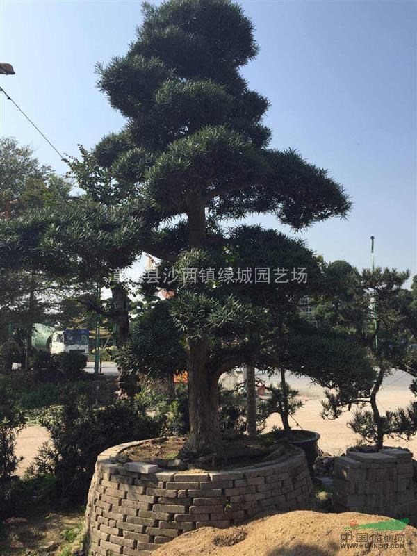 羅漢松圖片\羅漢松報(bào)價(jià)
