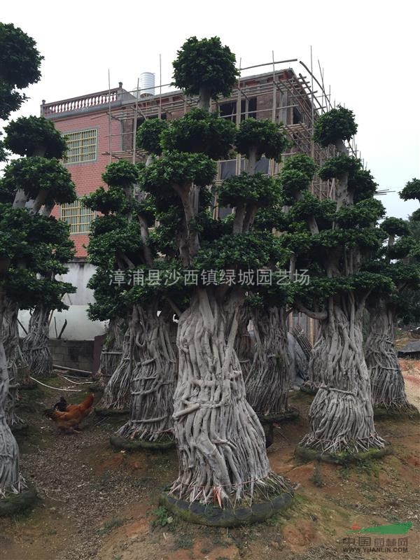 小葉榕樹報價/福建小葉榕樹報價