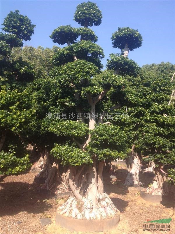 小葉榕樹報價/福建小葉榕樹報價
