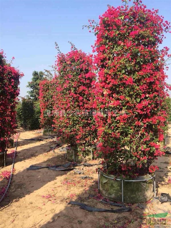 福建三角梅最新報(bào)價(jià)/三角梅圖片