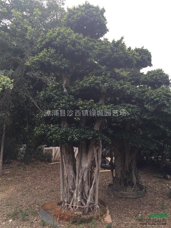 自家種植榕樹(shù)