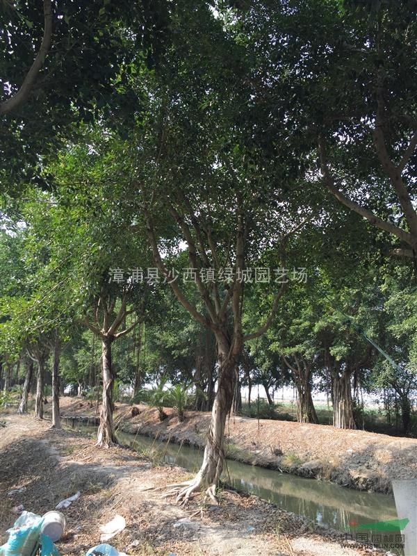 供應小葉榕