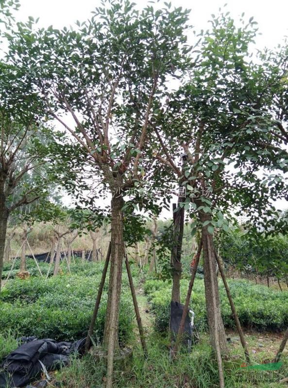 自家種植雞冠刺桐