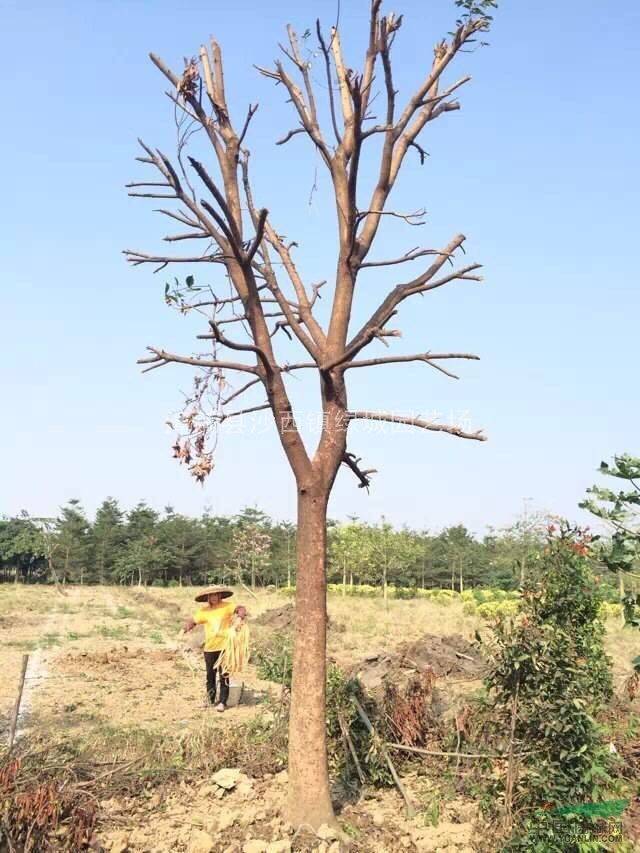 漳州地區(qū)供應(yīng)秋楓