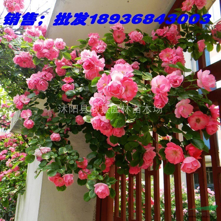 大花蔷薇苗价格 大花蔷薇基地批发 蔷薇1.2米长