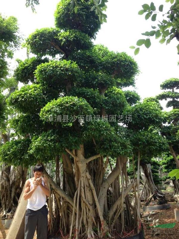 漳州地區(qū)供應(yīng)小葉榕3