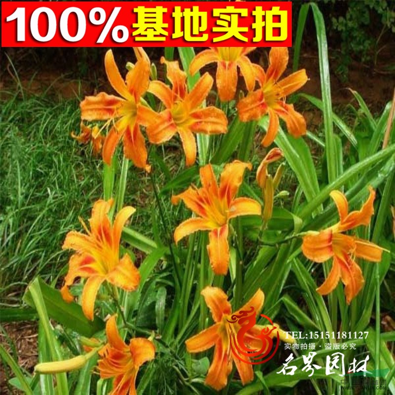 供應(yīng)大花萱草 宿根地被植物 沭陽(yáng)便宜的萱草 當(dāng)天挖苗