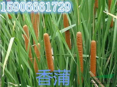 杭州蕭山大量供應(yīng)香蒲，水蔥，旱傘草，慈姑，等等。。。。。