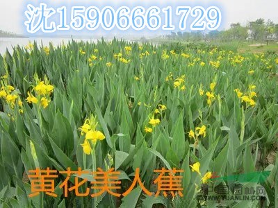 杭州蕭山大量供應(yīng)水葫蘆500萬(wàn)棵