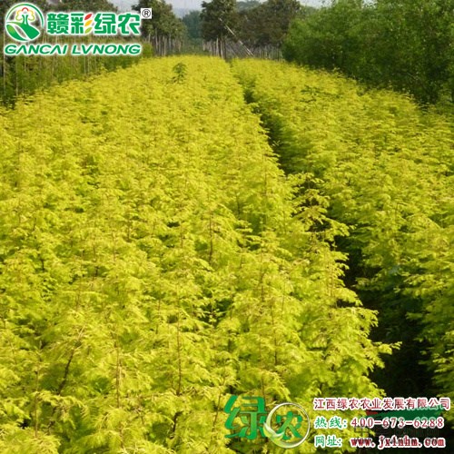 金葉水杉樹苗 金葉水杉嫁接苗 金葉水杉圖片 江西綠農(nóng)基地