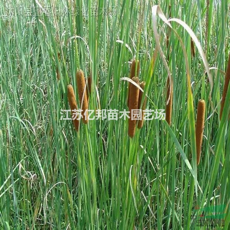 水蠟燭大量供應(yīng) 小香蒲批發(fā) 小香蒲價(jià)格 香蒲苗