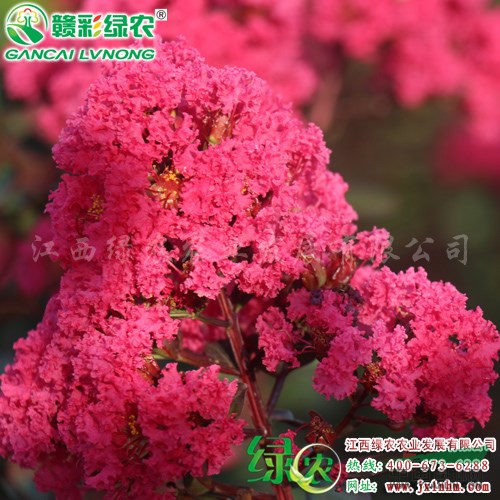 紅葉紫薇 花色艷麗鮮紅 美國(guó)紅葉紫薇價(jià)格 紫薇新品種出售