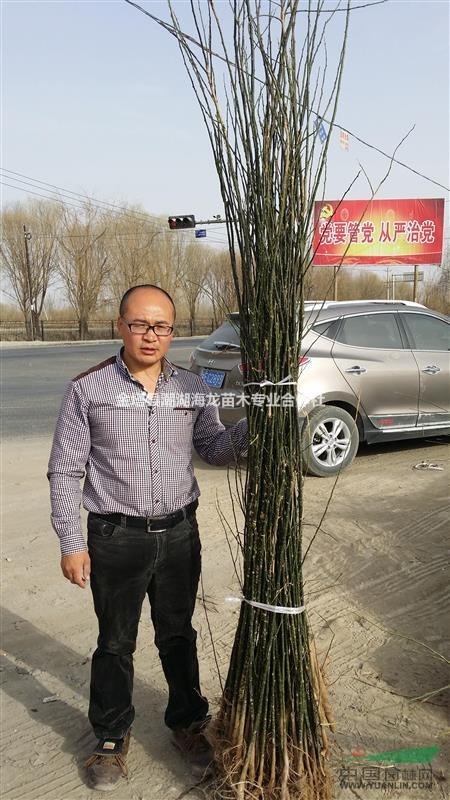白榆   國槐   新疆楊