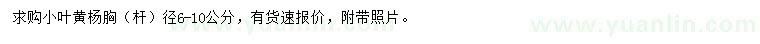 求購胸（桿）徑6-10公小葉黃楊