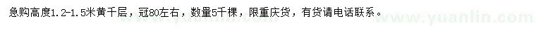 求購高度1.2-1.5米黃千層