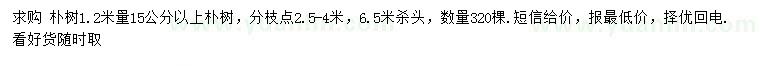 求購1.2米量15公分以上樸樹