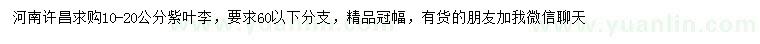 求購10-20公分紫葉李