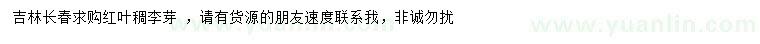 求購(gòu)紅葉稠李芽
