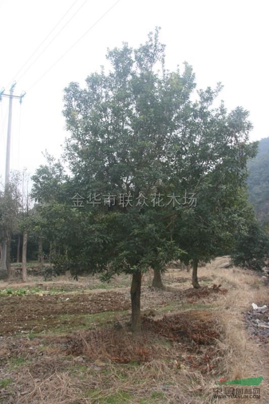 楊梅供應/楊梅圖片