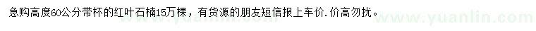求購高60公分紅葉石楠