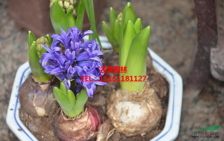 風信子供應/風信子圖片