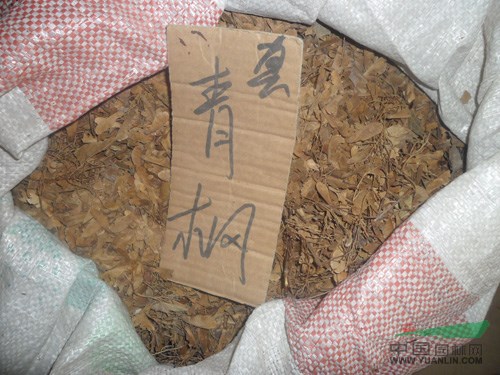 江蘇青楓種子