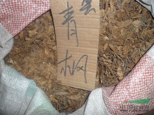 江蘇青楓種子
