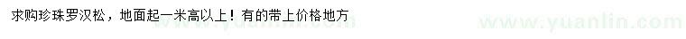 求購高1米以上珍珠羅漢松