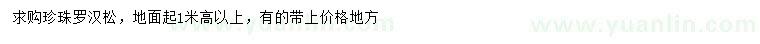 求購地面起高1米以上珍珠羅漢松