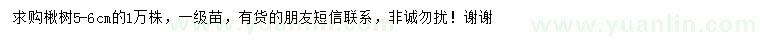 求購5-6公分楸樹