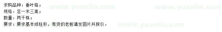 求購高1.3米垂葉榕